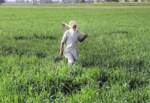 ਜ਼ਮੀਨ ਦੇਣ ਵਾਲੇ ਕਿਸਾਨਾਂ ਲਈ ਸਰਕਾਰ ਦਾ ਵੱਡਾ ਤੋਹਫ਼ਾ! ਟਿਊਬਵੈੱਲ ਕੁਨੈਕਸ਼ਨਾਂ ’ਚ ਮਿਲੇਗੀ ਪਹਿਲ, ਲੰਬੀ ਉਡੀਕ ਹੋ ਸਕਦੀ ਹੈ ਖ਼ਤਮ