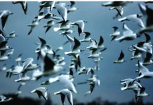 ਨਿਊਜ਼ੀਲੈਂਡ ’ਚ H5N1 ਬਰਡ ਫਲੂ ਦੀ ਪਹਿਲੀ ਦਸਤਕ, ਦੁਰਲੱਭ ਪੰਛੀਆਂ ਨੂੰ ਬਚਾਉਣ ਲਈ ਟੀਕਾਕਰਨ ਮੁਹਿੰਮ ਸ਼ੁਰੂ