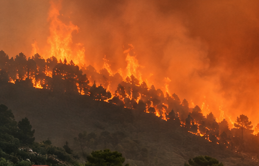 Jungle fire